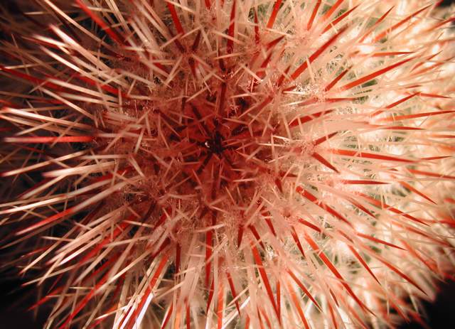 Mammillaria rossiana (1).jpg